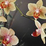 Акватон Интерьерная панель "Орхидея" 695*2070*3