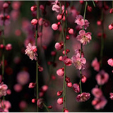 Акватон Интерьерная панель "Цветущий сад" 695*2070*3