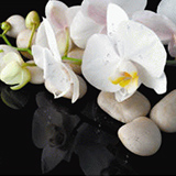 Акватон Интерьерная панель "Белая Орхидея" 695*2070*3