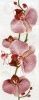 Коллекция Flori пано орхидея 400*750
