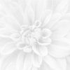 Ceramica Classic Коллекция Sigma Crisantemo Панно из 3-х шт 36-05-00-463-0 60х60